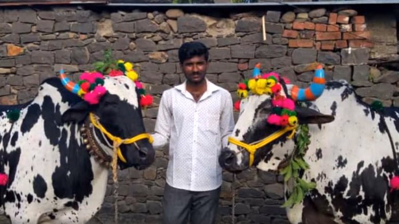 Maharashtra&rsquo;s Bendur Festival 2019: What Is the Pola Festival and It&rsquo;s Significance In Agriculture