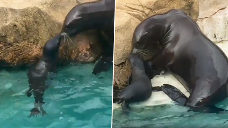 SeaWorld Orlando Celebrates Birth of Second Baby Walrus at Park! See Pictures of 150-Pound Whiskered Pacific Calf