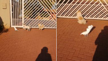 Cuckatoo Barks Like a Dog and Guards The House Along With Other Pets, Funny Video Goes Viral