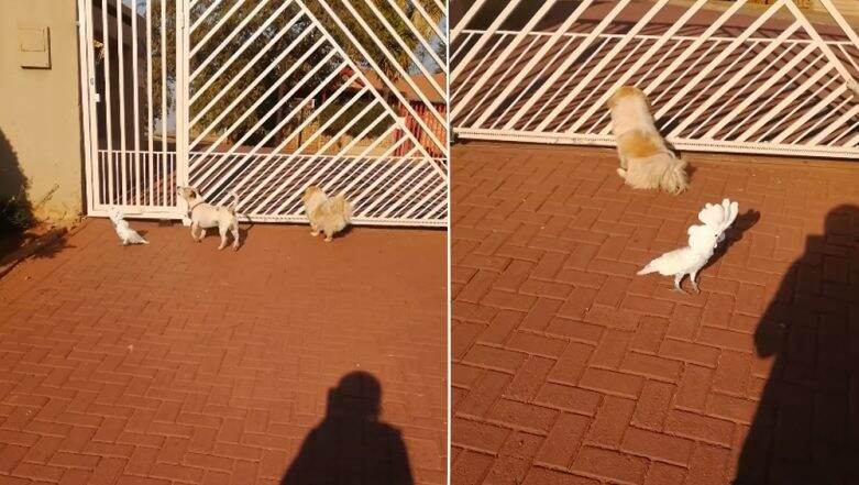 Cockatoo Barks Like Pet Dogs and Guards House With Them, Watch Viral Video