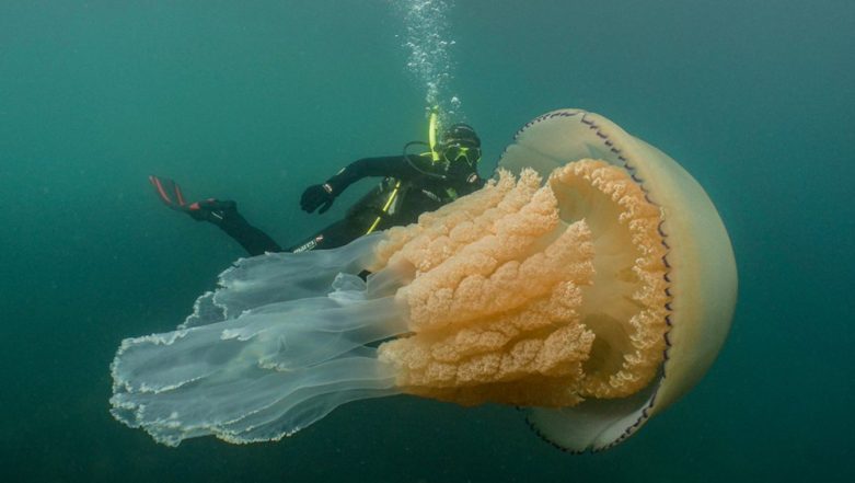 Human-Sized Jellyfish Spotted by Divers in UK, View Pic