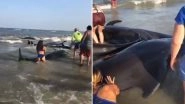 Beached Whale Pod Rescued by Beachgoers Off Georgia Coast, Video Goes Viral