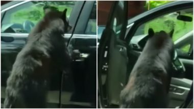 Bear Easily Opens Door of Parked Minivan in Tennessee, Shocking Video Goes Viral