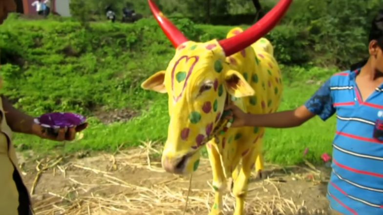 Maharashtra Bendur 2020: Date and Significance of the Festival That Marks The Importance of Farm Animals