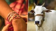 Raksha Bandhan 2019: Bijnor Goes Eco-Friendly With Cow Dung Rakhis