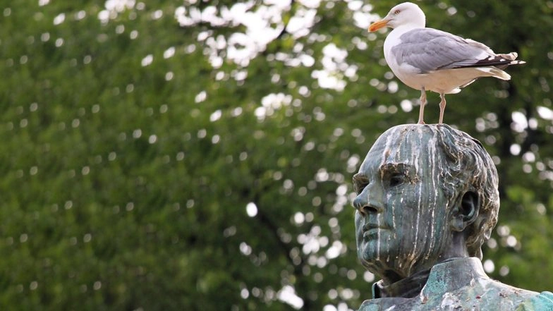 Swabbing Bums of Birds Only Solution to Bird Poop Epidemic That Can Kill 30 Million
