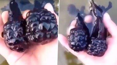 Blackberry Goldfish Caught on Camera, Video of Two Big Black Oranda Wiggling Goes Viral