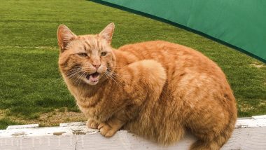 Meet Brian The Cat, Resident Feline of Somerset Cricket Ground Who Loves Watching Cricket (Check Pics and Video