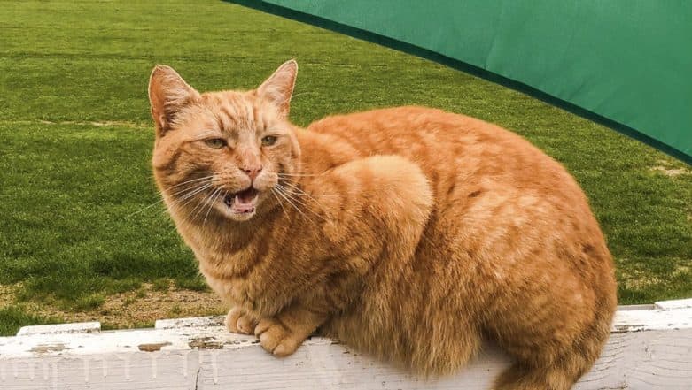 Brian, The Cat Loves Watching Cricket 