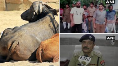 Illegal Slaughterhouse in Aligarh: Uttar Pradesh Police Conducts Raid; Rescues 65 Buffaloes, Seizes Calves Meat