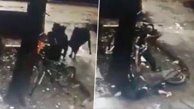 Bull Attack in Mumbai: IIT Bombay Student Injured After Being Hit, Institute Forms Committee to Address Issue
