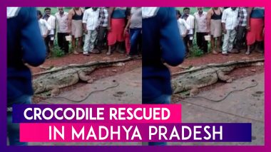 Crocodiles Were Seen in Residential Areas in Madhya Pradesh’s Damoh District