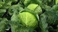 How to Use Cabbage (Patta Gobi) to Lose Weight (Watch Video)