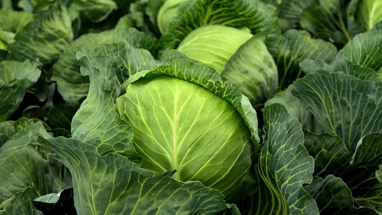 How to Use Cabbage (Patta Gobi) to Lose Weight (Watch Video)