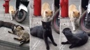 Cat Catches Partner Cheating With Other Feline and Its Reaction Is Straight Out of an Indian Daily Soap! Watch Viral Funny Video