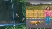 Cats Bouncing on Trampolines Will Give You the Purrrfect #FridayFeelings (Watch Cute Videos)