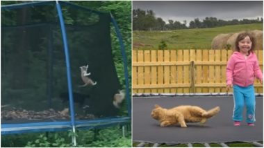 Cats Bouncing on Trampolines Will Give You the Purrrfect #FridayFeelings (Watch Cute Videos)