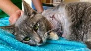 Horrific Animal Abuse! Cat's Leg Amputated After Firecrackers Tied to Paws Burst Causing Severe Injuries (See Pictures)