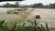 Maharashtra: Cattled Washed Away in Floods in Chandrapur; Watch Video