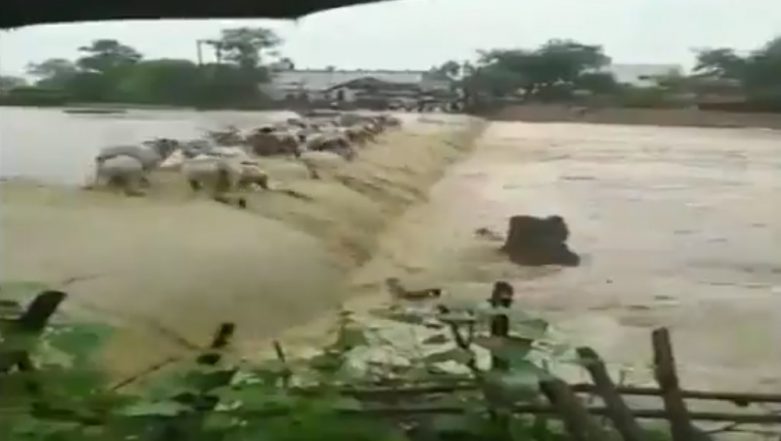 Maharashtra: Cattled Washed Away in Floods in Chandrapur; Watch Video