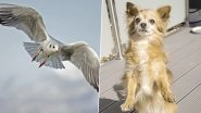 Chihuahua Carried Away by Seagull From Garden, Owner Makes Desperate Attempts on Facebook to Find Him