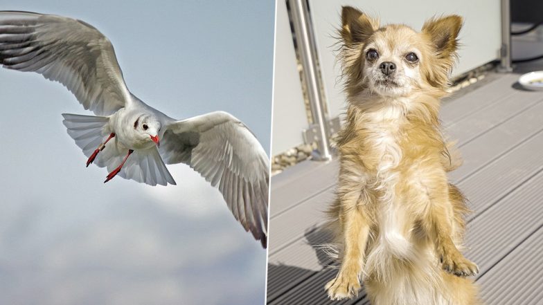 Chihuahua Carried Away by Seagull From Garden, Owner Makes Desperate Attempts on Facebook to Find Him