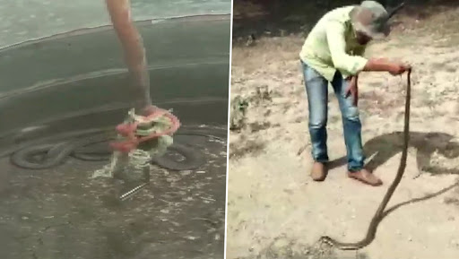 Venomous 6-Foot-Long Cobra Caught in Tamil Nadu's Septic Tank, View Pics!