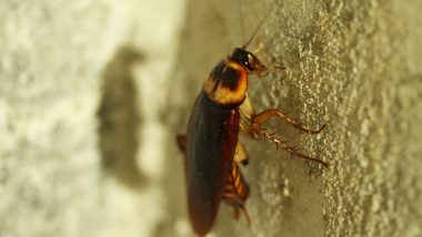 Cockroaches Become Immune to Pesticides! Roach Haters Worst Nightmare Comes True as Bugs Develop Resistance to Chemicals