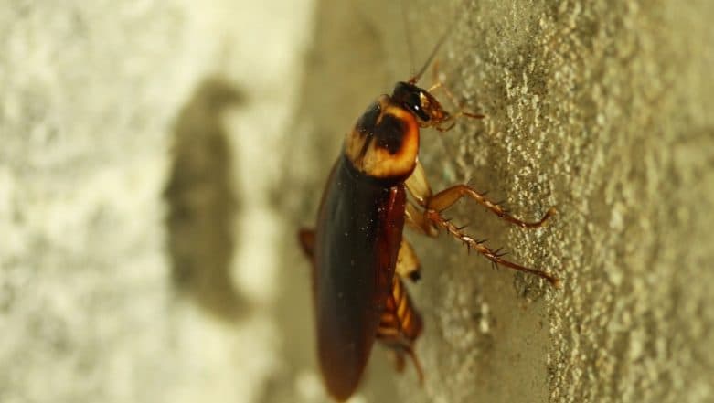 Cockroaches Become Immune to Pesticides! Roach Haters Worst Nightmare Comes True as Bugs Develop Resistance to Chemicals Cockroaches Become Immune to Pesticides! Roach Haters Worst Nightmare Comes True as Bugs Develop Resistance to Chemicals