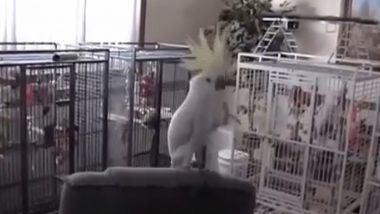Dancing Cockatoo Snowball Thrills Scientists with His Amazing Moves (Watch Video)
