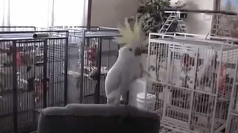Dancing Cockatoo Snowball Thrills Scientists with His Amazing Moves (Watch Video)