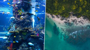 As Australia's Great Barrier Reef Loses It's Coral Cover, Here Are 6 Ways to Save the Reef System