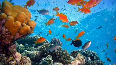 World Reef Day 2021: Know History and Significance of the Day To Create Awareness of Imperative Role of Coral Reefs in Our Ecosystem