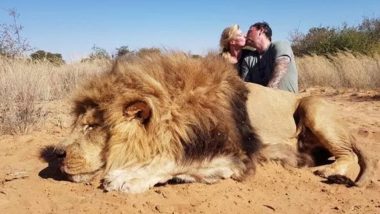 Couple Kiss With a Massive Dead Lion They Killed to Show Off Their Trophy Hunting Skills in South Africa, View Shocking Pic!