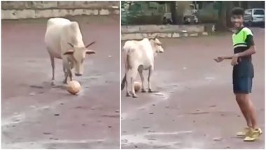 This Video of Cow Playing Football With a Group of Boys Will Make You Laugh For Sure (Watch Funny Video)