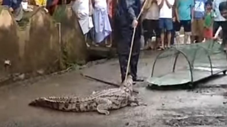 Crocodile in Chiplun! 4-Foot Reptile Strays Into Ratnagiri After Vashishti River Flows to Danger Level; Watch Video