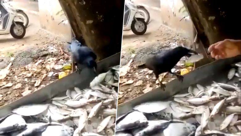 Smart Crow Bargains For a Bigger Fish From a Fishmonger, Video Goes Viral