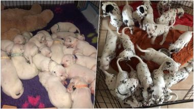 Dalmatian Female Dog Breaks Record by Giving Birth to 19 Puppies in Australia (Watch Cute Video)