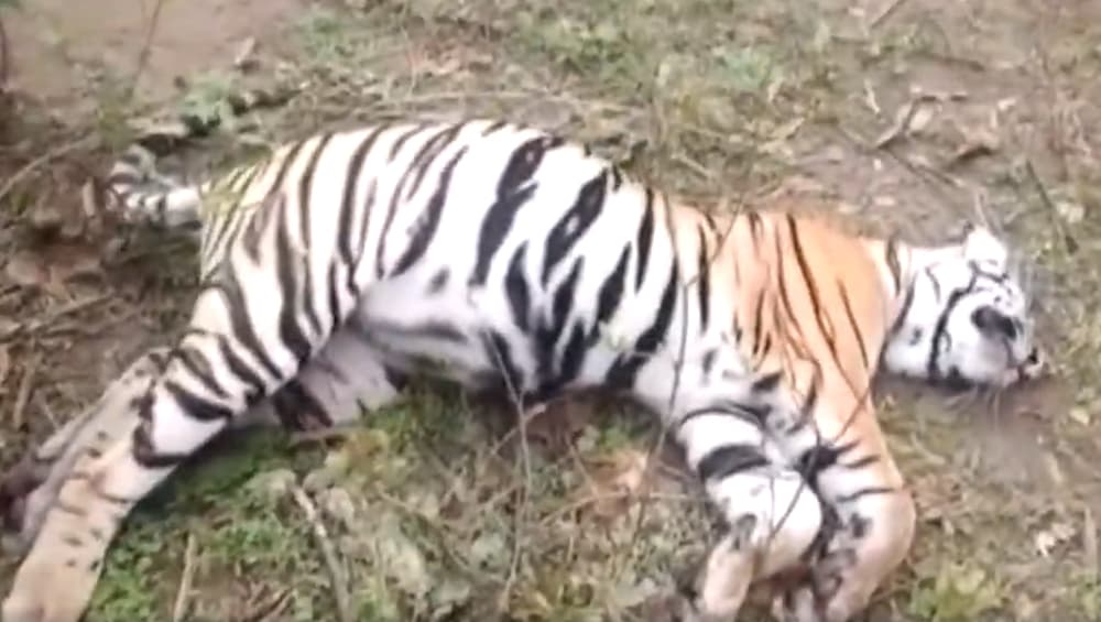 Maharashtra: Tiger Trapped in River Rocks Dies in Chandrapur District Maharashtra: Tiger Trapped in River Rocks Dies in Chandrapur District