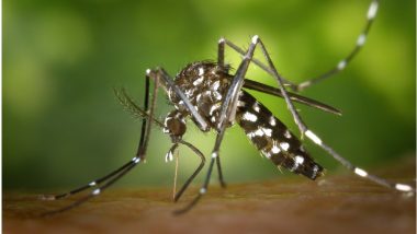 Skin Cream May Protect Against Dengue, Zika Viruses