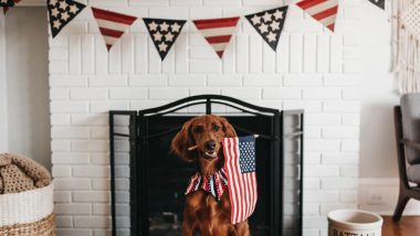 Fourth of July Dog Pics: Enjoy These Cute Canine Photos, But Make Sure Your Pets Are Comfy this American Independence Day 2019