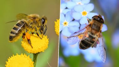 Don't Step on a Bee Day 2019: Significance of the Day Meant for Awareness About Bee Population