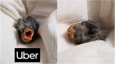 Drunk Utah Man Books Uber Ride so Injured Baby Bird Could Reach Wildlife Rescue on Time