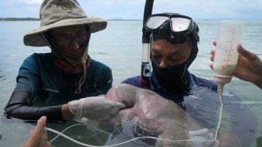 Thailand’s Orphaned Baby Dugong Mariam Becomes Poster Child of Conservation