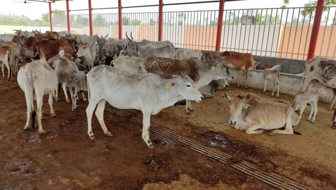 Uttar Pradesh: Seven Cows Suffocate to Death in Jhansi After Locked Inside Panchayat Bhawan Building