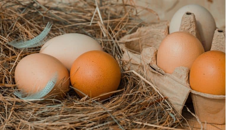 What is the real difference between brown eggs and white eggs? Find out!