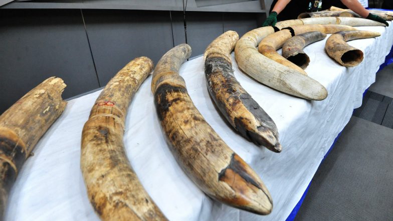 Kolkata: DRI Seizes Tiger Teeth, 12 kg Elephant Tusks and Five Teeth of Big Cat