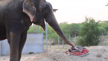 Elephant Celebrates Five Years of Freedom From Captivity With a Customised Cake! (Watch Video)