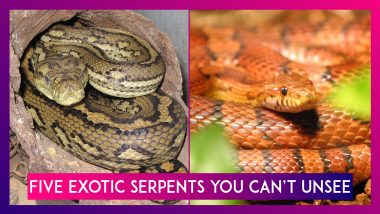 World Snake Day 2019: Five Exotic Serpents You Can’t Unsee on This Day