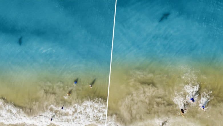 Florida Father Spots Shark Swimming Towards His Children on Drone Camera And Quickly Ushers His Family to Safety (See Pictures) Florida Father Spots Shark Swimming Towards His Children on Drone Camera And Quickly Ushers His Family to Safety (See Pictures)